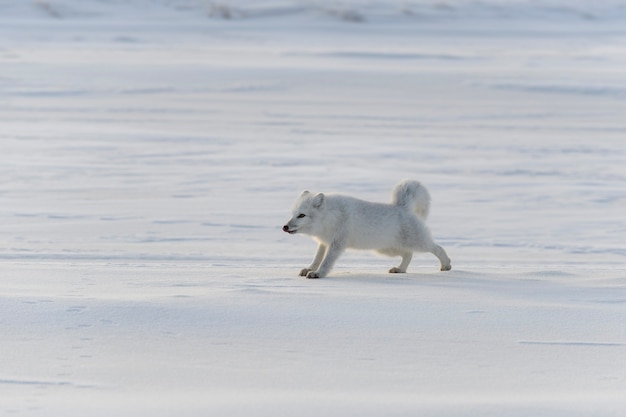 Photo renard arctique sauvage (vulpes lagopus) dans la toundra en hiver.