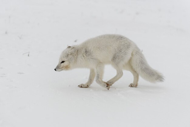 Le renard arctique sauvage (Vulpes Lagopus) dans la toundra en hiver.