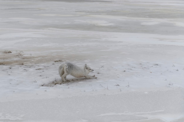 Le renard arctique sauvage (Vulpes Lagopus) dans la toundra en hiver.