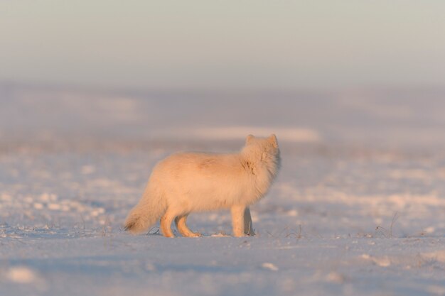 Le renard arctique (Vulpes Lagopus) dans la toundra sauvage au coucher du soleil. Heure d'or.