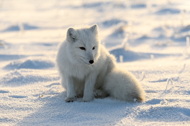Renard arctique (Vulpes lagopus) dans la toundra sauvage. Renard arctique assis.