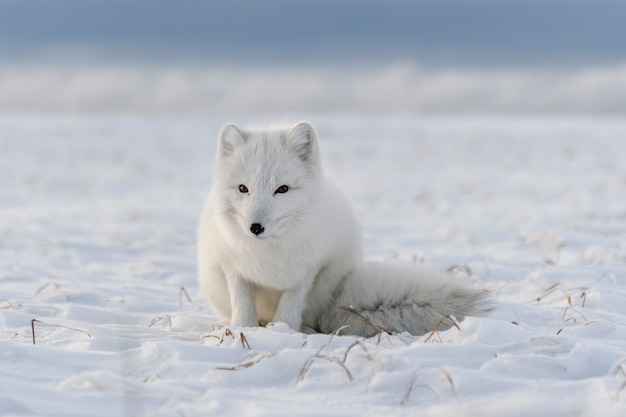 Le renard arctique (Vulpes lagopus) dans la toundra sauvage. Renard arctique blanc assis.