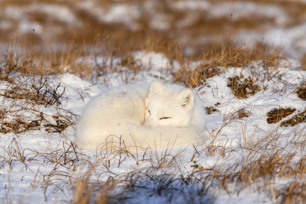 Renard arctique (Vulpes lagopus) dans la toundra sauvage. Renard arctique couché. Dormir dans la toundra.