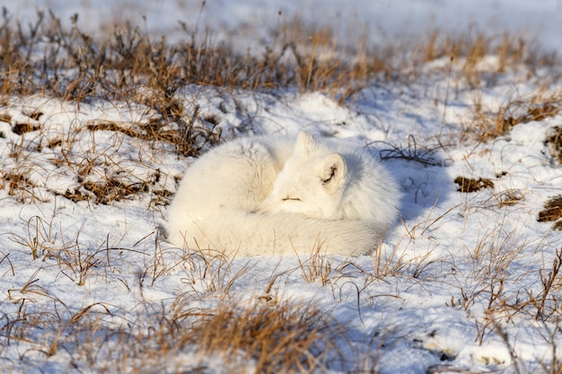 Le renard arctique (Vulpes lagopus) dans la toundra sauvage. Renard arctique couché. Dormir dans la toundra.