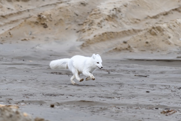 Renard arctique (Vulpes lagopus) dans la toundra sauvage. Renard arctique en cours d'exécution.