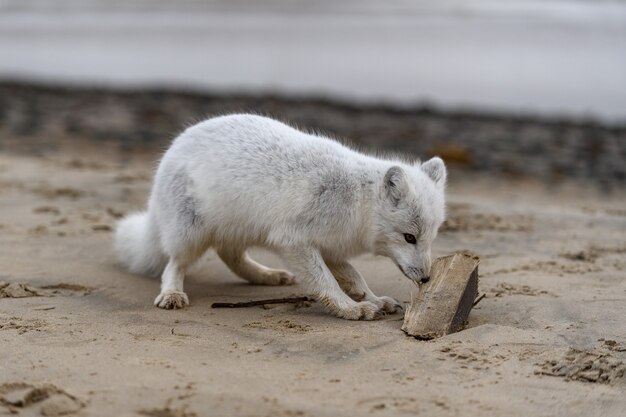 Renard arctique (Vulpes lagopus) dans la toundra sauvage. Renard arctique jouant avec le bois.