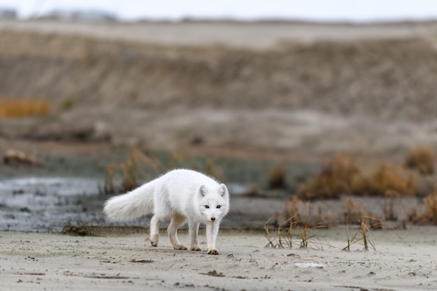 Renard arctique (Vulpes lagopus) dans la toundra sauvage. Renard arctique sur la plage.