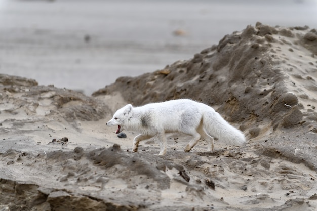 Renard arctique (Vulpes lagopus) dans la toundra sauvage. Renard arctique sur la plage.