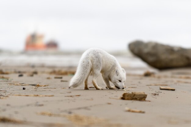 Renard arctique (Vulpes lagopus) dans la toundra sauvage. Renard arctique sur la plage.