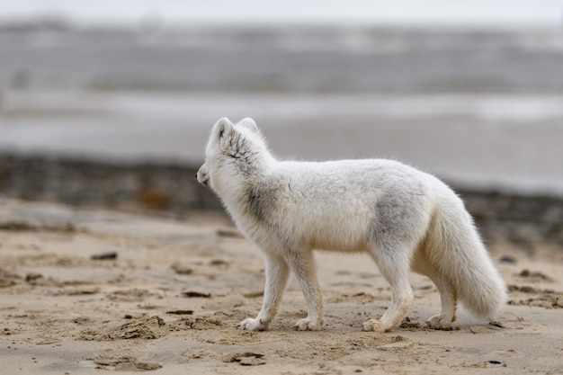 Renard arctique (Vulpes lagopus) dans la toundra sauvage. Renard arctique sur la plage.