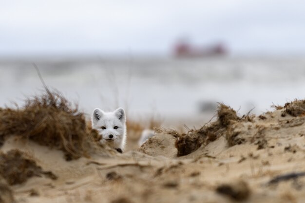 Renard arctique (Vulpes lagopus) dans la toundra sauvage. Le renard arctique s'est caché.