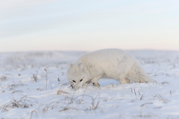 Renard arctique (Vulpes lagopus) en hiver dans la toundra sibérienne avec arrière-plan industriel.