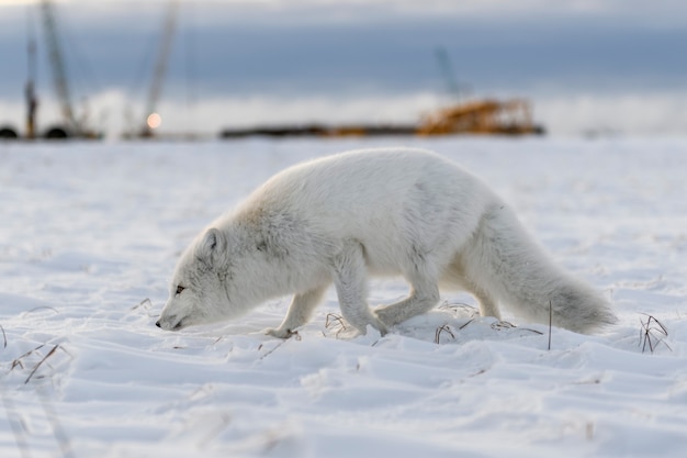 Renard arctique (Vulpes lagopus) en hiver dans la toundra sibérienne avec arrière-plan industriel.