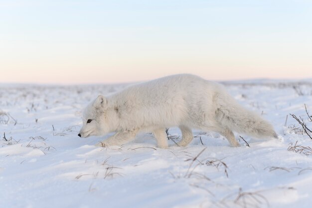 Le renard arctique (Vulpes Lagopus) en hiver dans la toundra sibérienne avec un arrière-plan industriel.