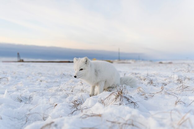 Le renard arctique (Vulpes Lagopus) en hiver dans la toundra sibérienne avec un arrière-plan industriel.