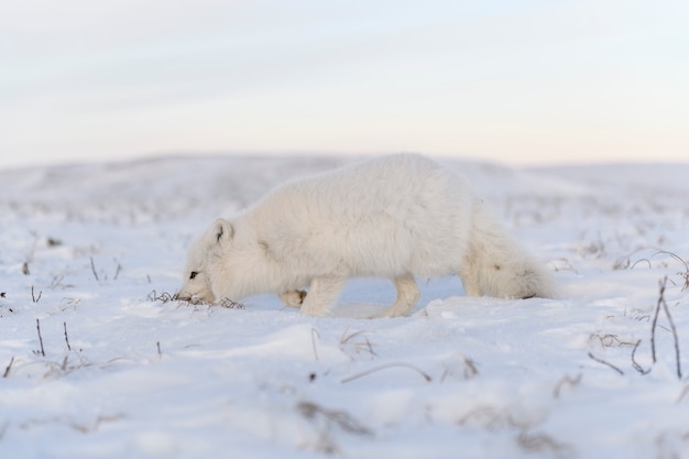 Renard arctique (Vulpes lagopus) en hiver dans la toundra sibérienne