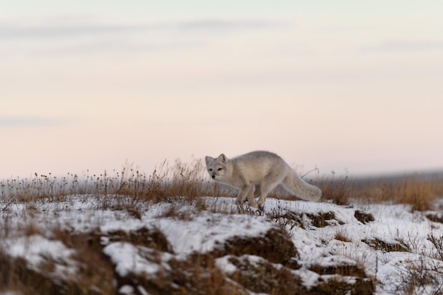 Le renard arctique Vulpes Lagopus en hiver dans la toundra sibérienne