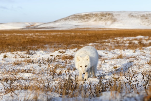 Le renard arctique Vulpes Lagopus en hiver dans la toundra sibérienne