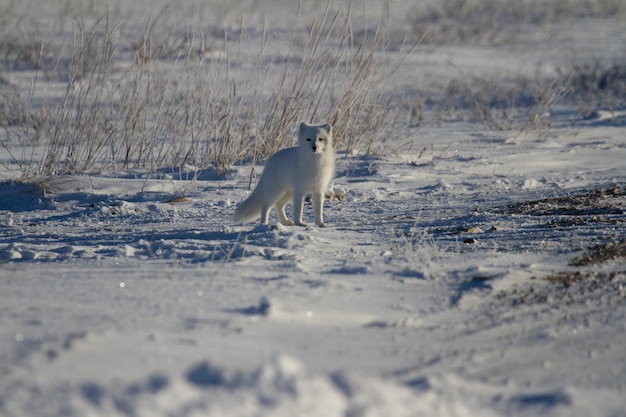 Renard arctique ou Vulpes Lagopus en manteau d'hiver blanc avec de l'herbe en arrière-plan regardant la caméra