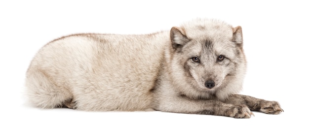 Renard arctique Vulpes lagopus