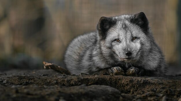 Le renard arctique