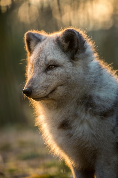 le renard arctique