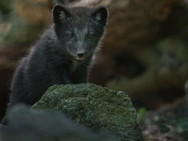 le renard arctique