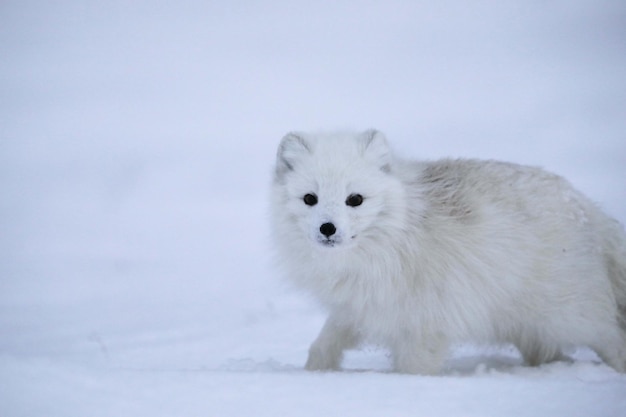 Le renard arctique