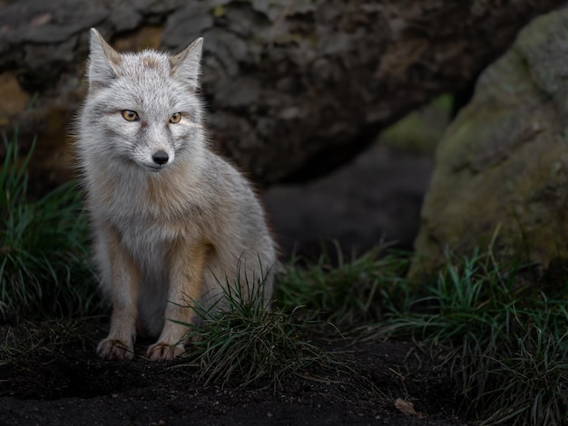 Le renard corsac