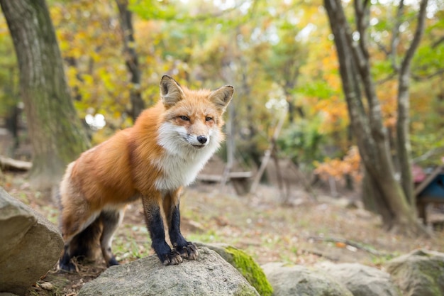 Renard debout à l'extérieur