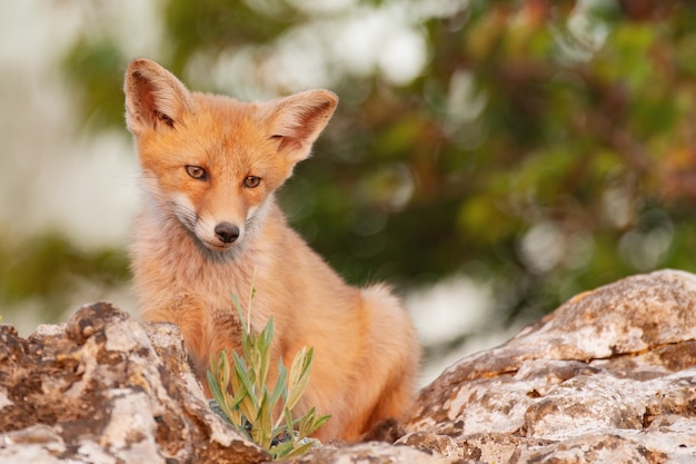 Photo un renard est assis sur un rocher. vulpes vulpes.