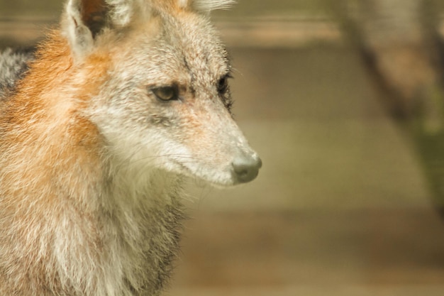 Le renard était piégé dans une cage sans liberté