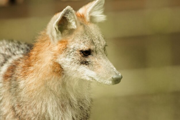 Le renard était piégé dans une cage sans liberté