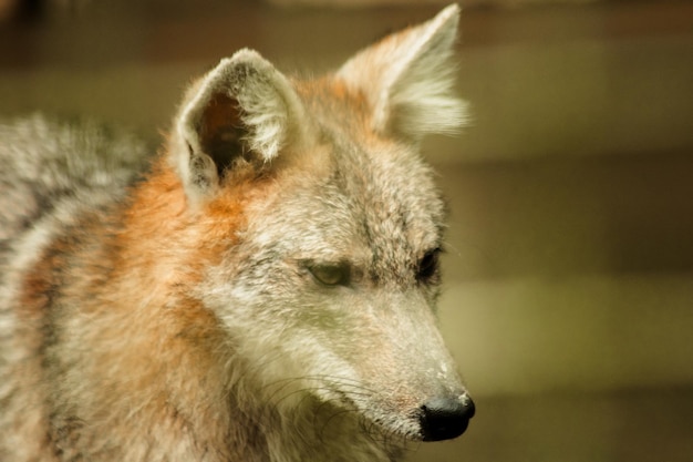 Le renard était piégé dans une cage sans liberté