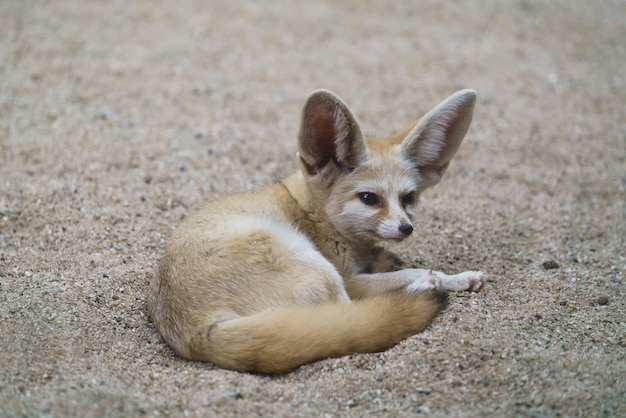 Le renard fennec Vulpes zerda est un petit renard du Sahara