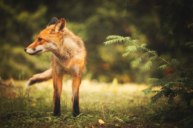 Renard sur la forêt d'été