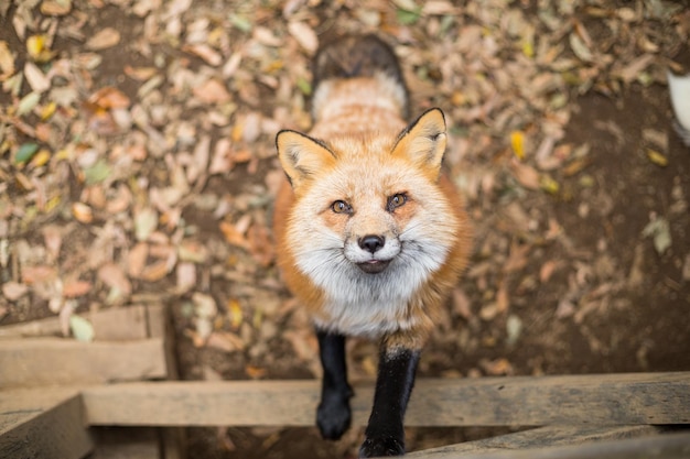 Le renard grimpe pour se nourrir