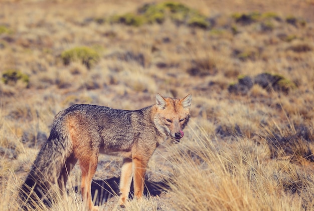 Le renard gris d'Amérique du Sud (Lycalopex griseus), le renard de Patagonie, dans les montagnes de Patagonie