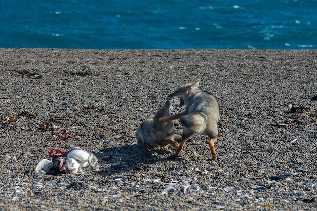 Renard gris mangeant un pingouin sur la plage