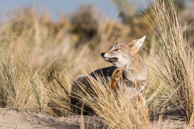 Le renard gris de la Pampa La Pampa Patagonie Argentine