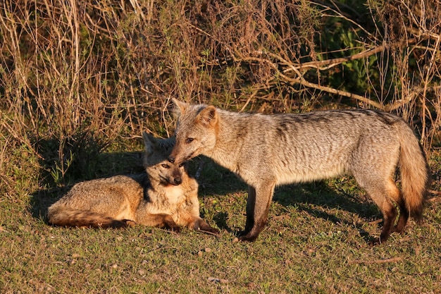 Le renard de la pampa également connu sous le nom de renard pampéen gris Pampas zorro