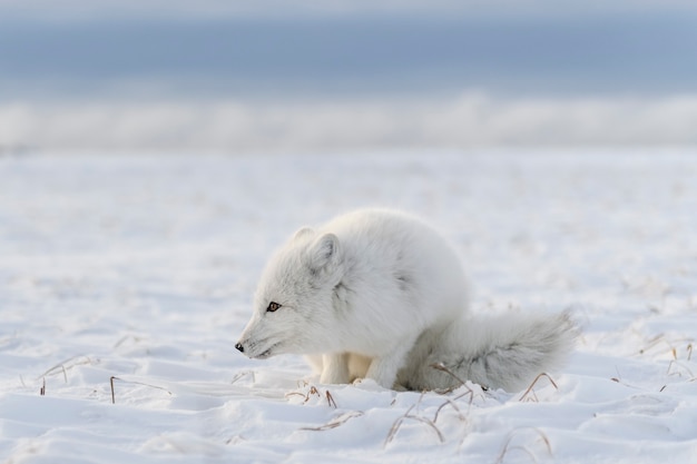 Renard polaire (Vulpes lagopus) dans la toundra sauvage. Renard arctique couché.