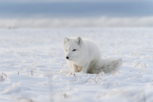 Renard polaire (Vulpes lagopus) dans la toundra sauvage. Renard arctique couché.