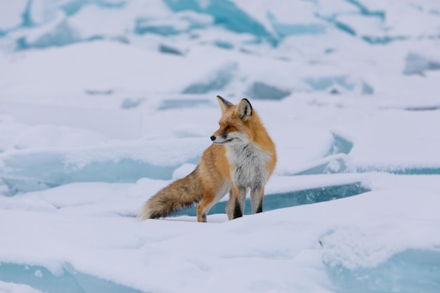 Un renard qui marche sur un paysage couvert de neige