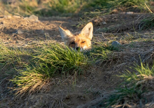 Photo le renard qui regarde de la fosse