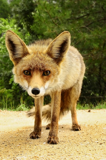 Renard reniflant en toute liberté, méfiant et rusé.