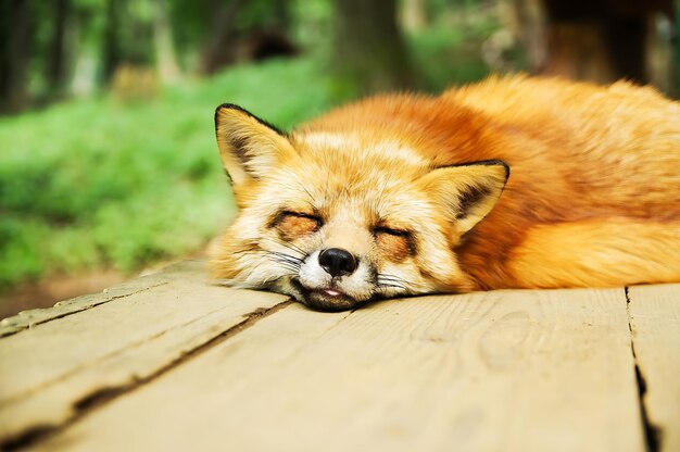 Un renard rouge dormant sur une plate-forme en bois