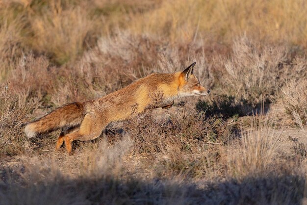 Photo renard rouge vulpes vulpes tolède espagne