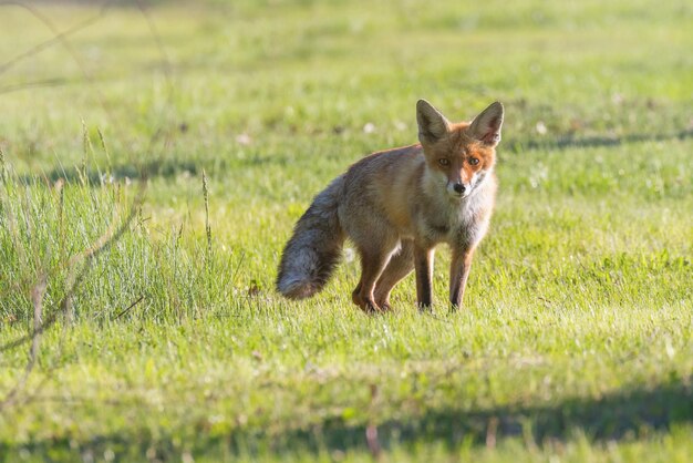 Le renard rouge Vulpes vulpes