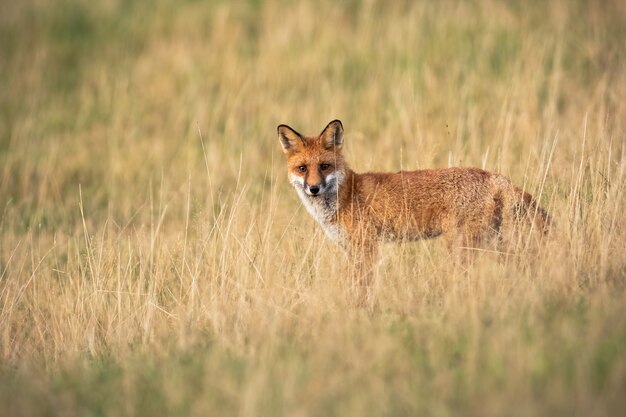 Renard roux d'alerte debout sur une prairie avec de l'herbe jaune sèche en automne